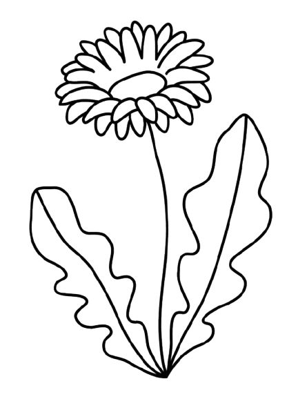 spring-daisy-removebg-preview