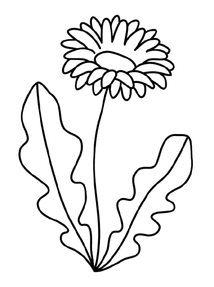spring-daisy-removebg-preview
